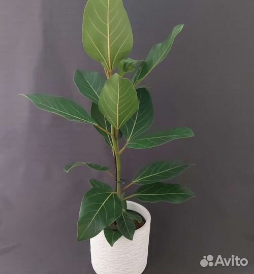 Фикус Комнатные растения Доставка растения