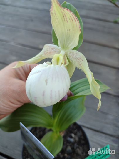 Cypripedium Sabine Pastel