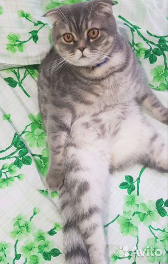 Шотландский вислоухий кот