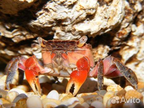 Большой выбор аквариумной и прудовой рыбы