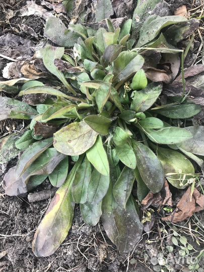 Куст Незабудки