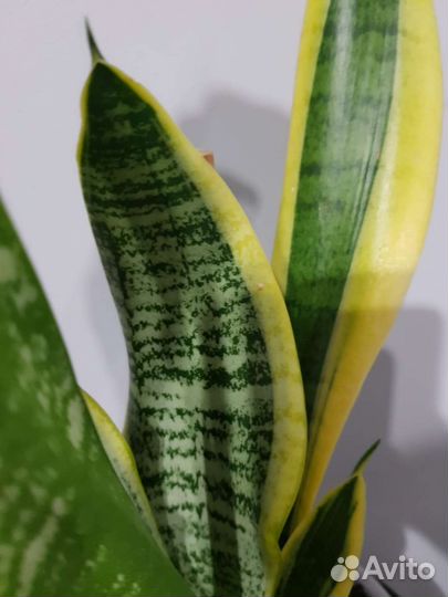 Сансевиерия