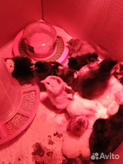 Яйцо инкубационное