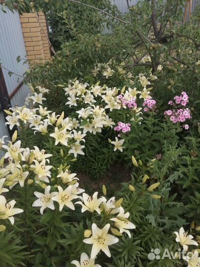 Лилии сортовые белые луковицы, хосты, ирис