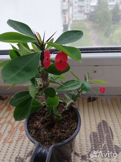 Молочай миля