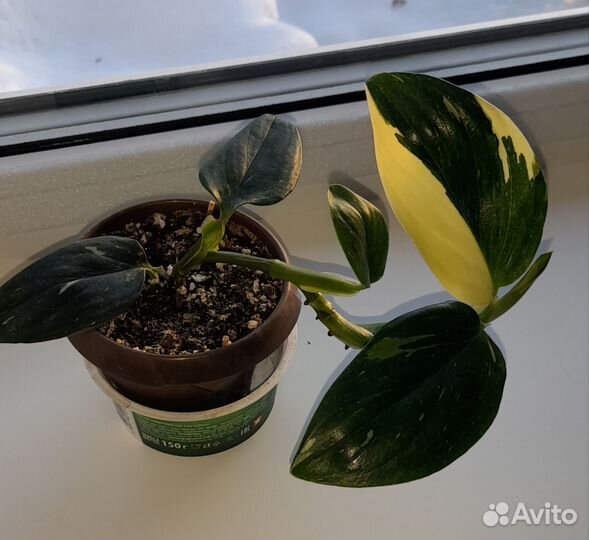 Филодендрон кобра