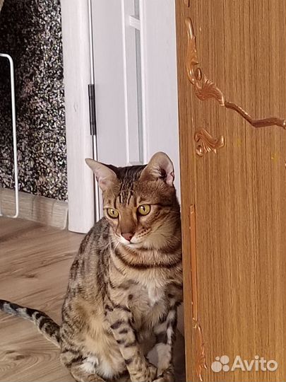 Отдам кота в добрые руки