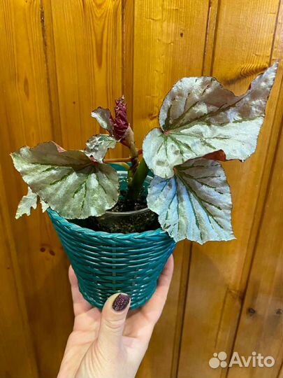 Бегония Лукин глаз