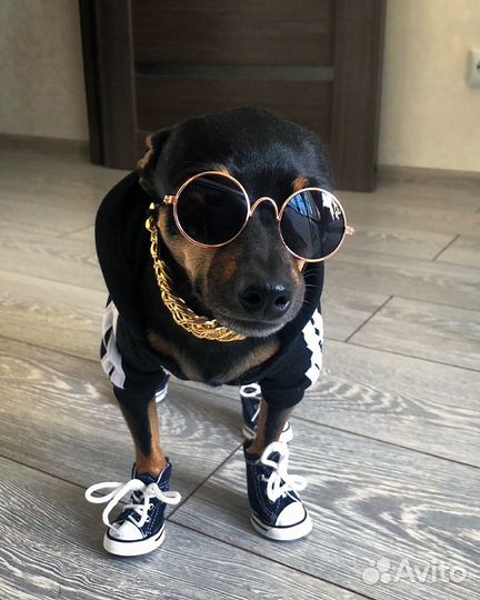 Той-терьер вязка