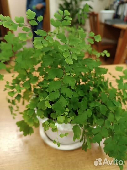 Папоротник,Венерин волос