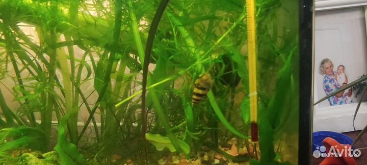 Улитка хелена