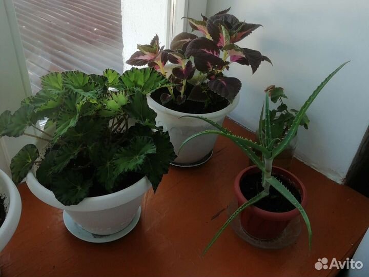 Комнатные цветы