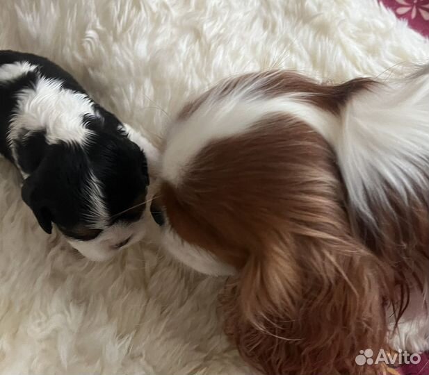 Кавалер кинг чарльз