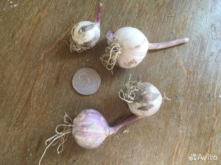 Чеснок и Однозубка Любаша и Богатырь Подмосковье