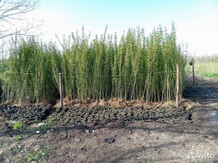 Тополь калоновидный пирамидальный берлинский канад