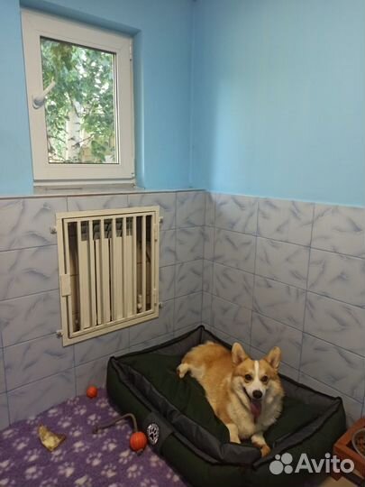 Передержка собак / гостиница