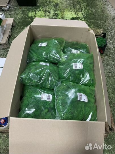 Стабилизированный мох ягель Зелёное Яблоко