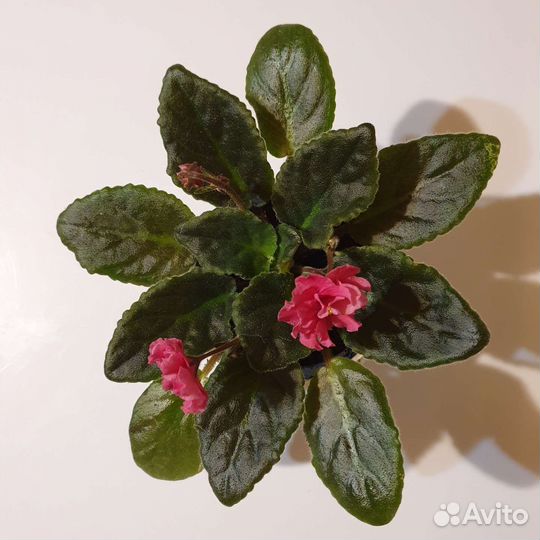 Фиалка бордовая гофрированная