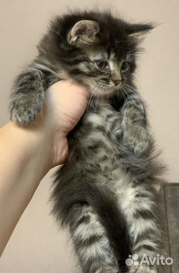 Котята в самые добрые и ответственные руки