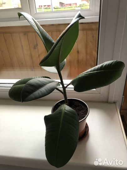 Фикус каучуконосный