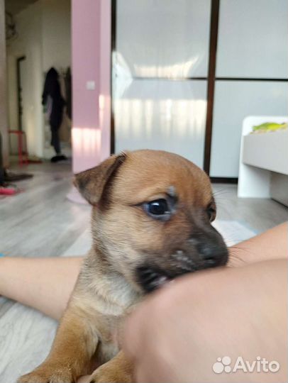 Щенок мальчик бесплатно