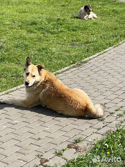 Собака ищет добрые руки