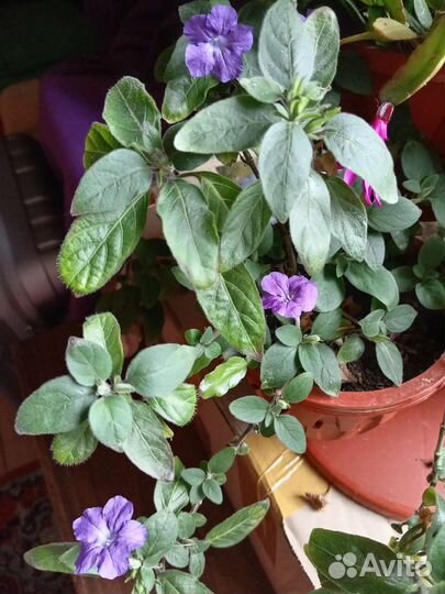 Цветок пушистик