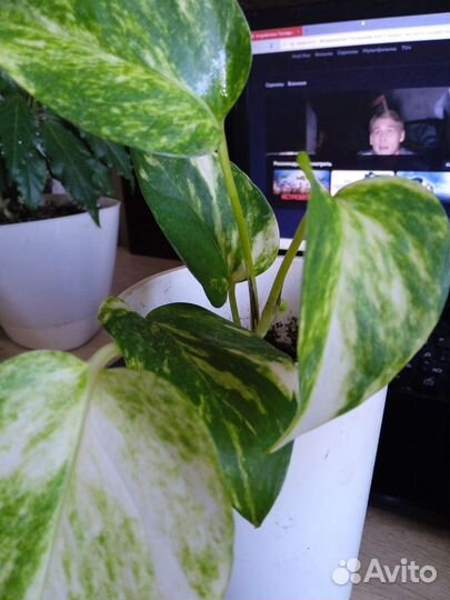 Домашние цветы