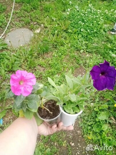 Петуния в стаканчиках