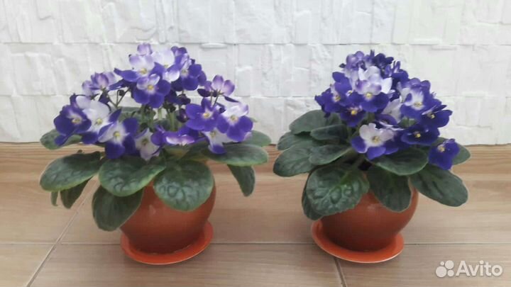 Фиалки, комнатные растения