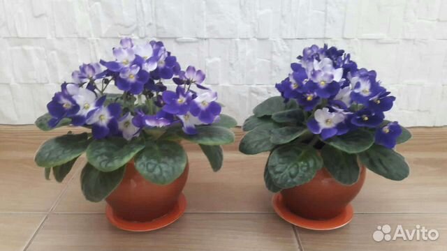Фиалки, комнатные растения