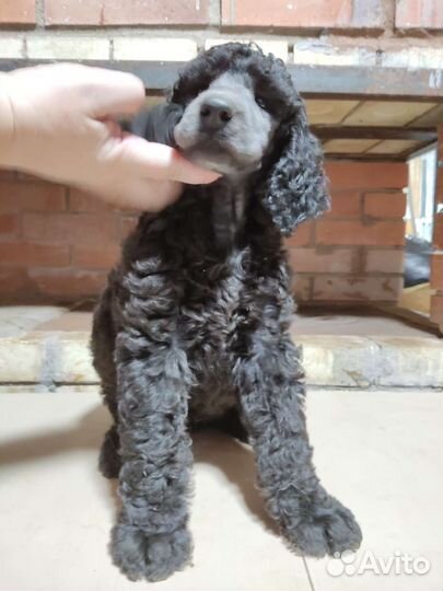 Королевский пудель