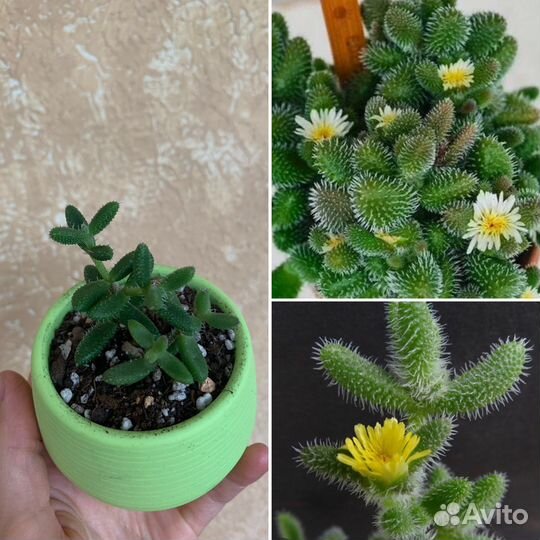 Часть 5. Суккуленты, дихондра, Каллизия