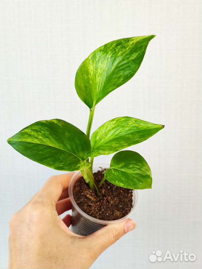 Сциндапсус/эпипремнум/филодендрон/монстера