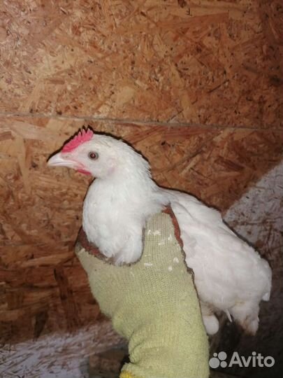Петухи Пушкинские чистопородные 2.5 мес