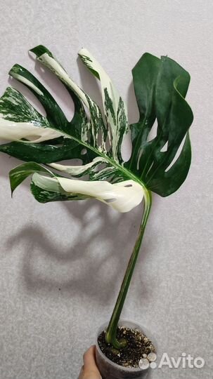 Монстера вариегатная делициоза Альба