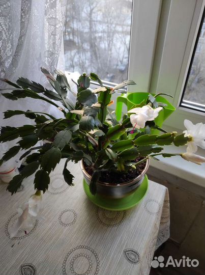 Декабрист взрослый цветок