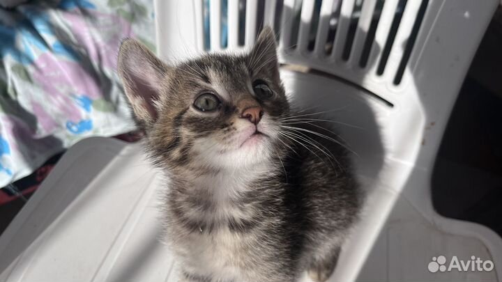 Котенок в добрые руки