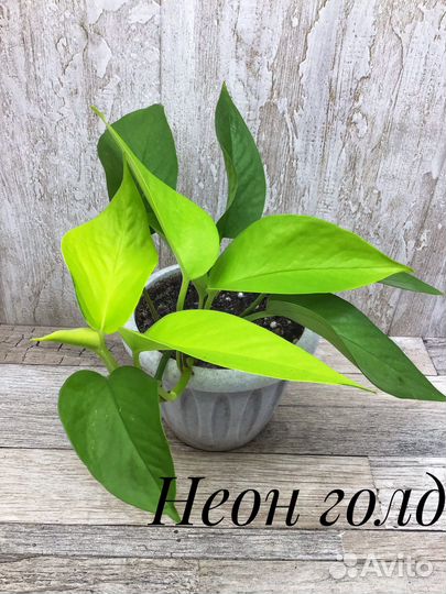 Эпипремнум,сциндапсус