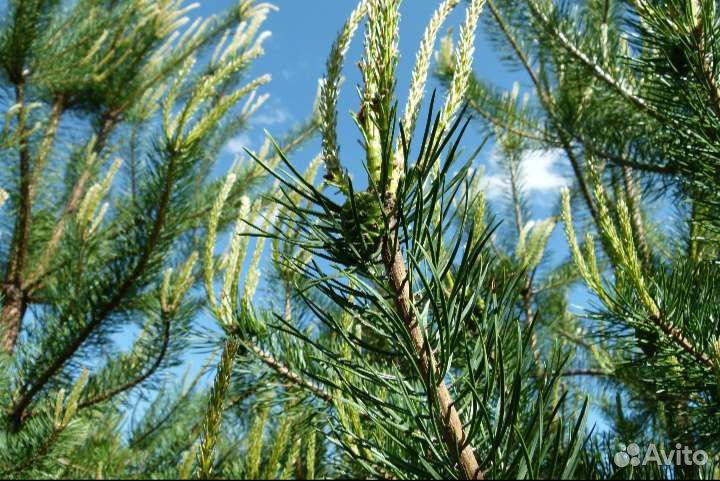 Варенье из сосновых шишек