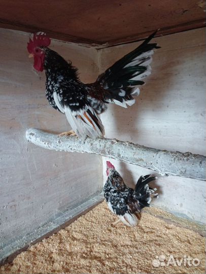 Серама петухи