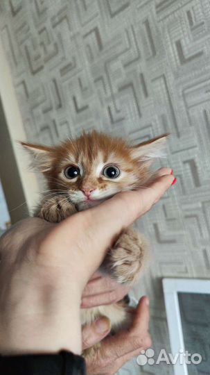 Рыжий котёнок