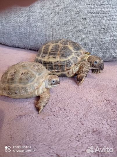 Черепаха сухопутная