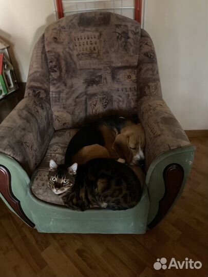 Вязка кобель Бигль