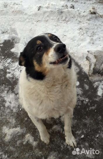 Собака в добрые руки