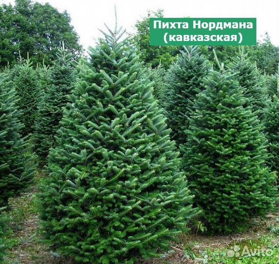 Пихта Нордмана саженцы