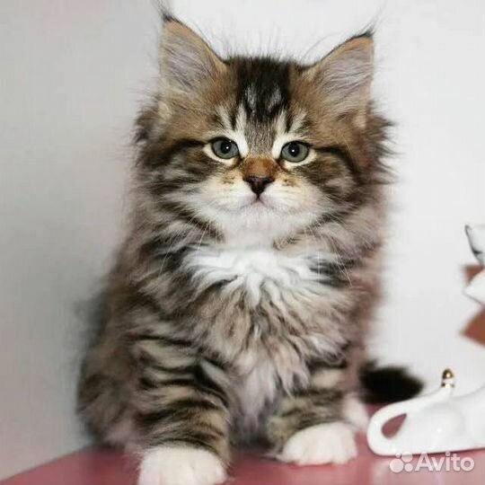 Британские котята серые