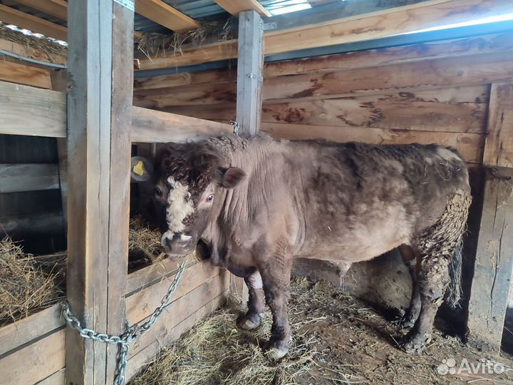 Бык галовей