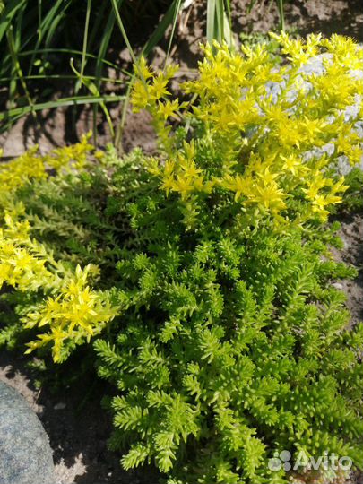 Почвопокровные растения