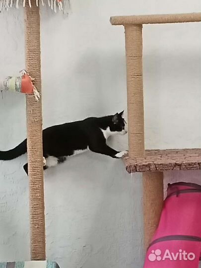 Передержка / Зоогостиница для кошек